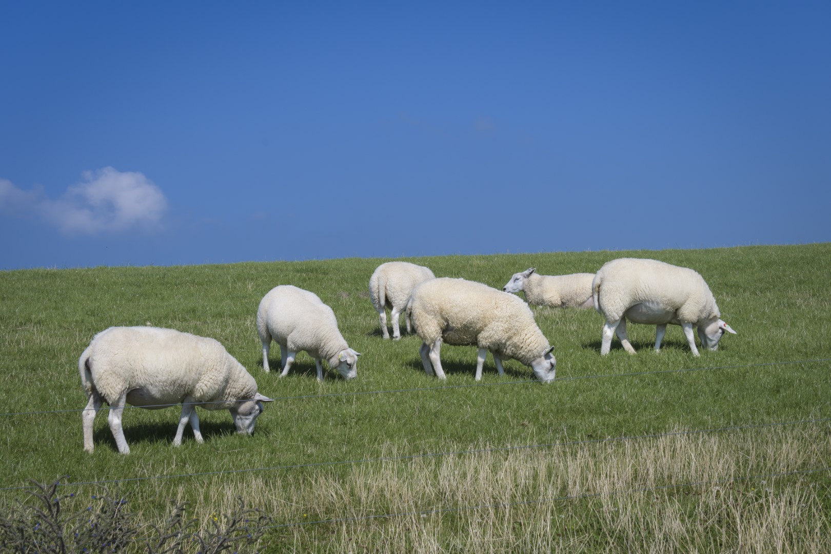 waddenzee-schapen-ameland-wadaandewand